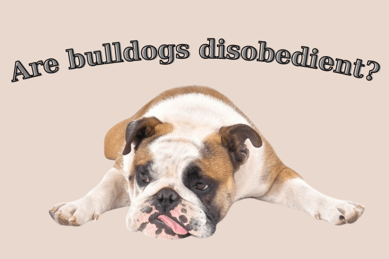 Are bulldogs disobedient?