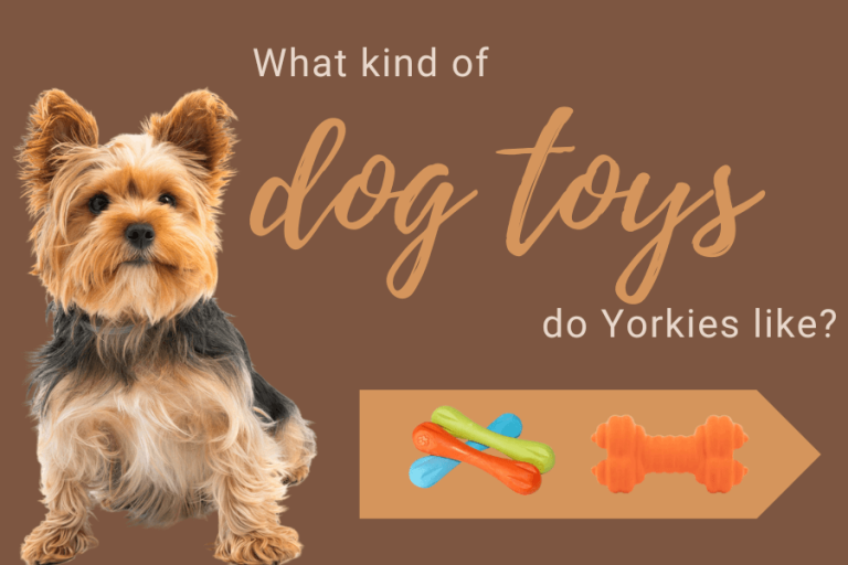 What kind of dog toys do Yorkies like?