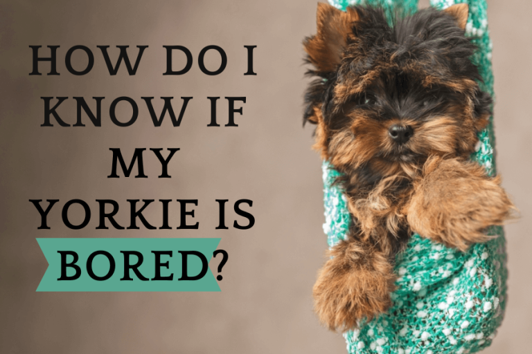 How do I know if my yorkie is bored?