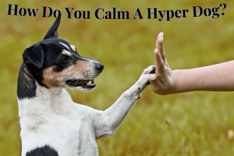 How do you calm a hyper dog?