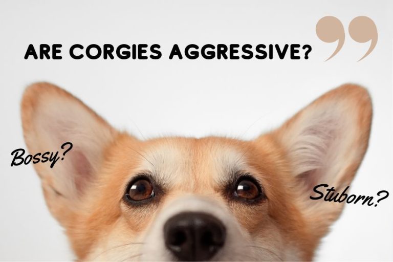 Are Corgis Aggressive Decoding The Crowned Boss