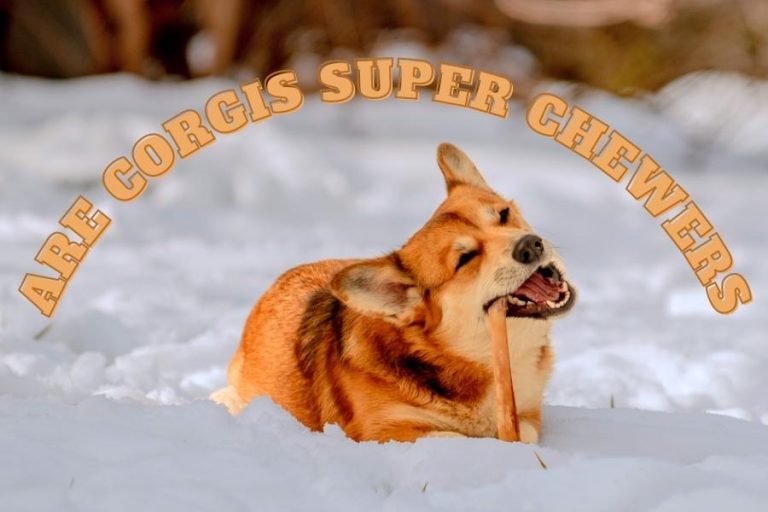 Are Corgis Super Chewers