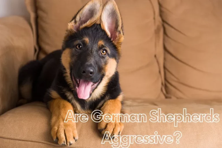 Are German Shepherds Aggressive Guardian or Menace