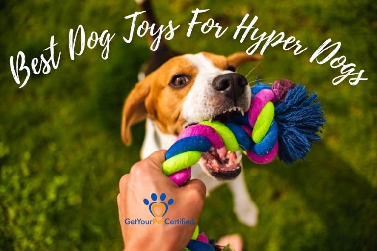 Best Dog Toys For Hyper Dogs