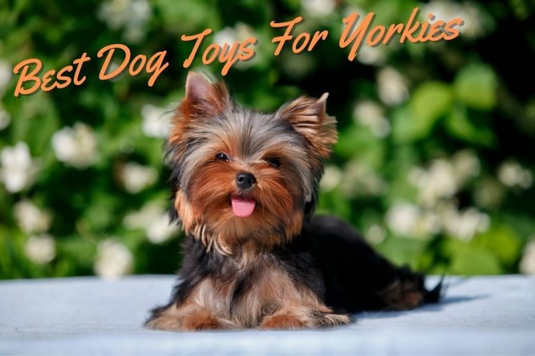 Best Dog Toys For Yorkies