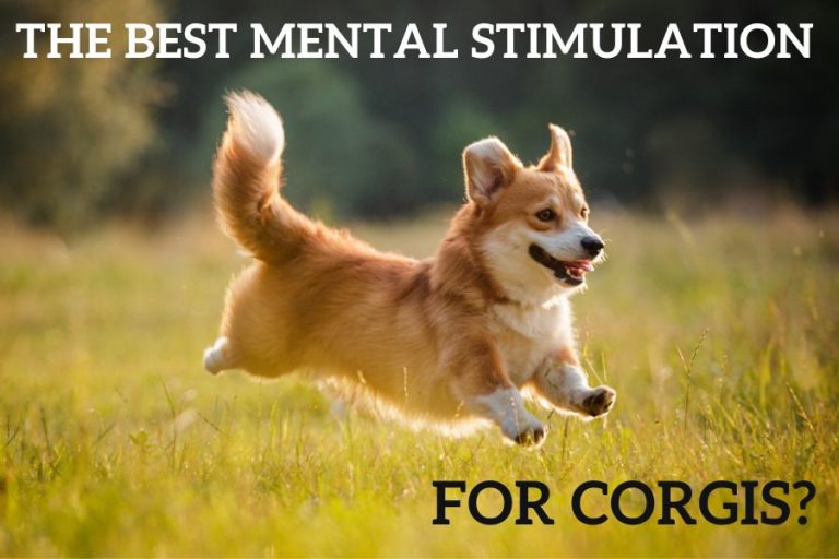 Best mental stimulation for Corgis