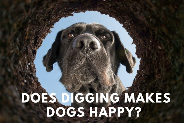 Does digging make dogs happy - The Secret to Canine Happiness