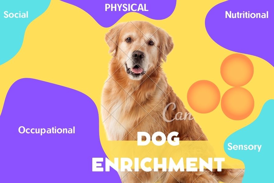 is chewing good enrichment for dogs? there are 5 enrichment for every dog 