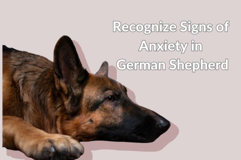 How Do I Know If My German Shepherd Is Stressed