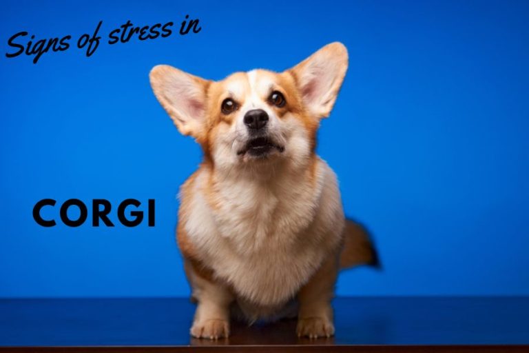 How do I know if my corgi is stressed