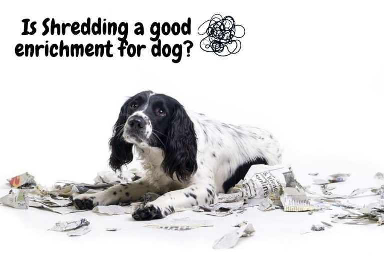 Is Shredding Good Enrichment For Dogs