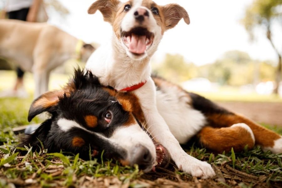 Shredding help the dog exercise and burn off his excess energy