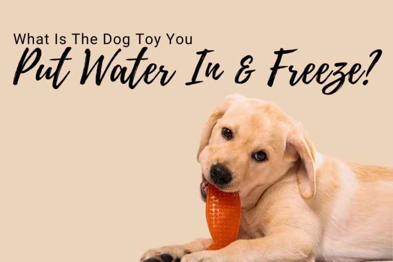 What Is The Dog Toy You Put Water In And Freeze