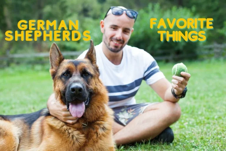 What Is a German Shepherd's Favorite Thing Getting Joy Out