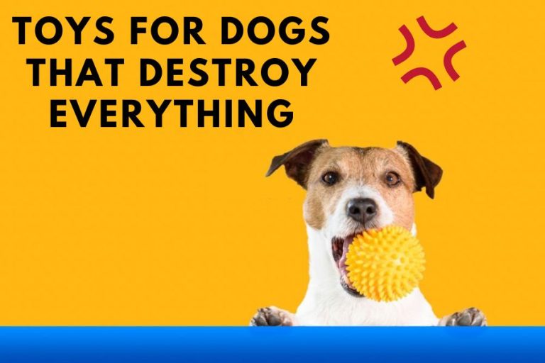 What Toys Are Best for Dogs That Destroy Everything