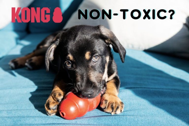 are kong toys non toxic