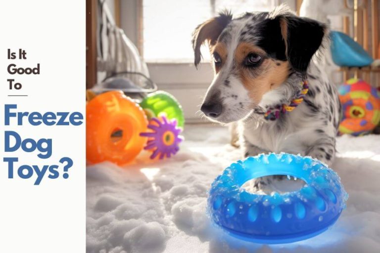 Is It Good To Freeze Dog Toys?