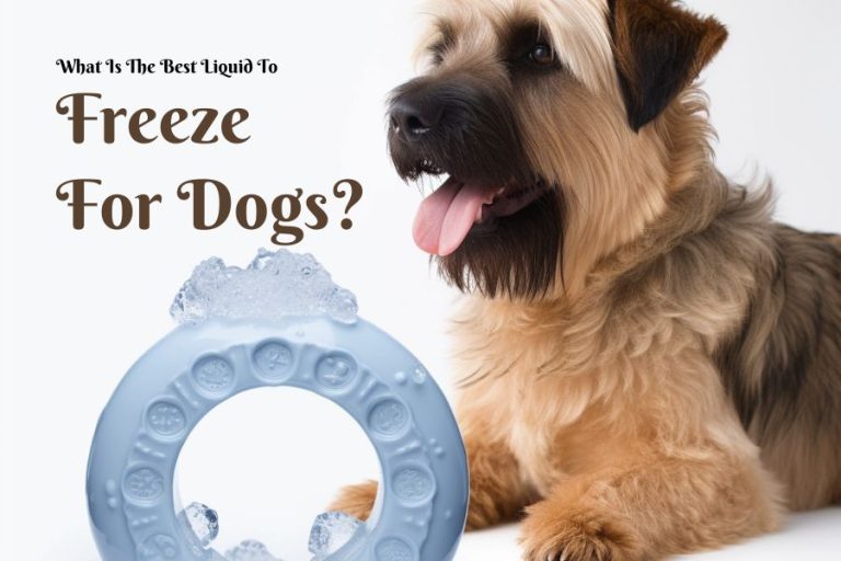 What Is The Best Liquid To Freeze For Dogs? - Ultimate Summer Treat