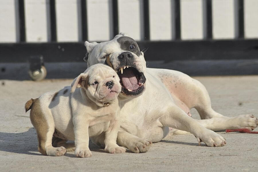 Bulldogs enjoy friendly chasing with other pets.