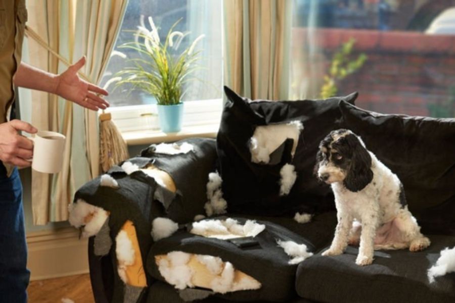 dogs may attack precious or irreplaceable items