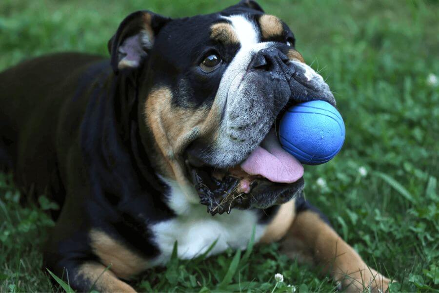 Recommended types of chew toys.