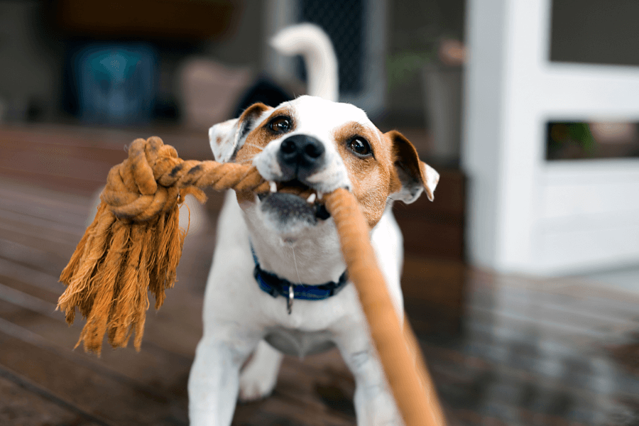 Water-Soaking Rope Toys.