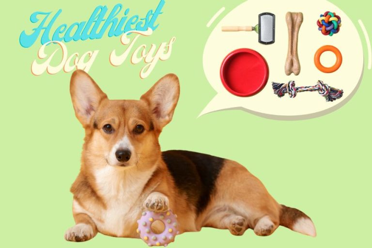 what is the healthiest dog toy