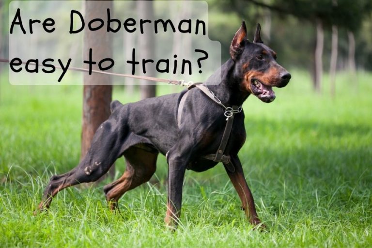 Are Dobermans Easy To Train Tuning into Your Doberman