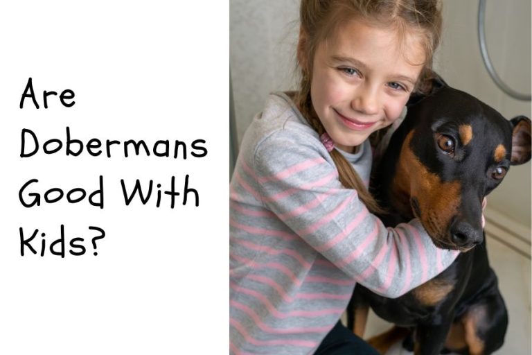 Are Dobermans Good With Kids Confused About Guard Dogs