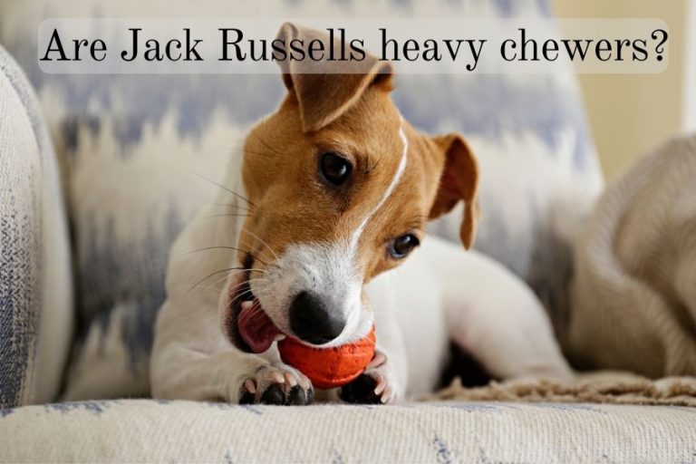 Are Jack Russells Heavy Chewers The Hunter's Heart