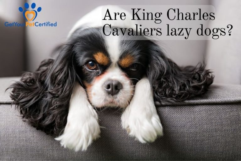 Are King Charles Cavaliers Lazy Dogs The Lovers Of Leisure