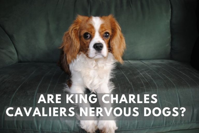 Are King Charles Cavaliers Nervous Dogs or Just Misunderstood