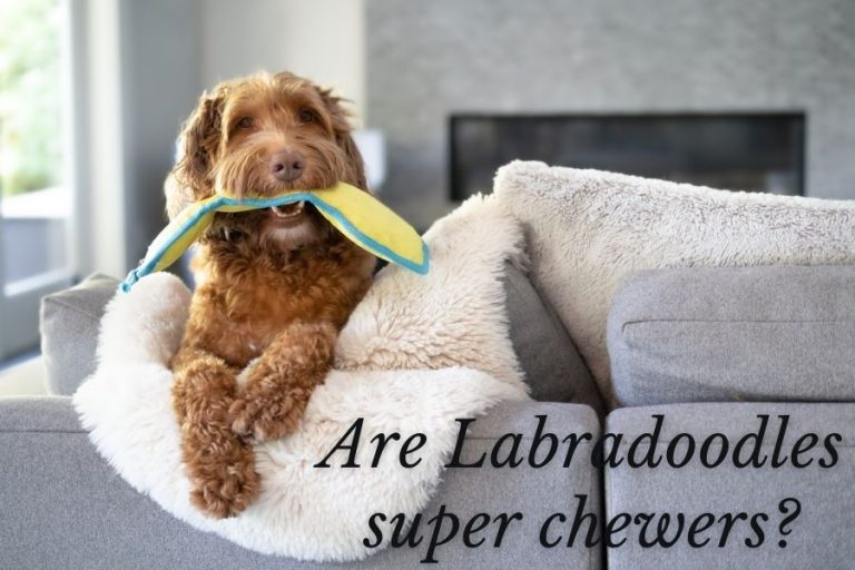 Are Labradoodles super chewers