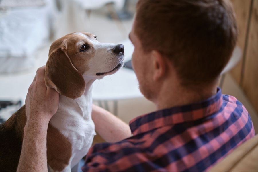 Beagle may have slightly different maintenance needs
