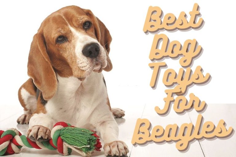 Best Dog Toys For Beagles