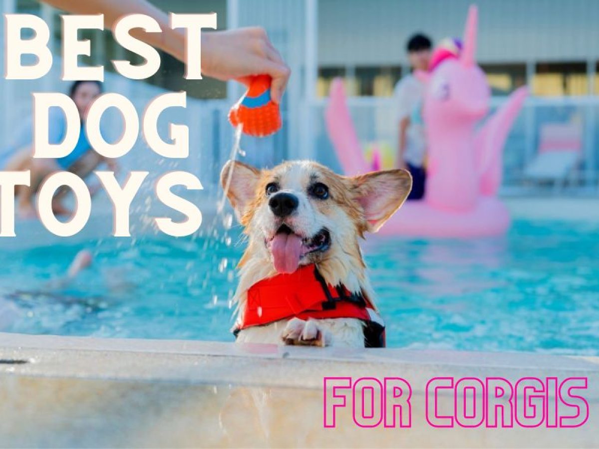Best Dog Toys For Corgis- Tailormade For Corgis - Get Your Pet Certified