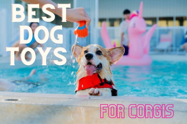 Best Dog Toys For Corgis