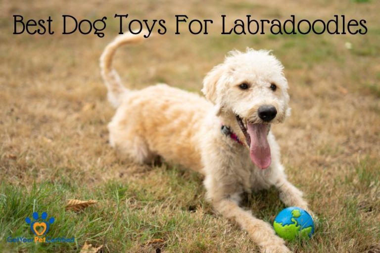 Best Dog Toys For Labradoodles