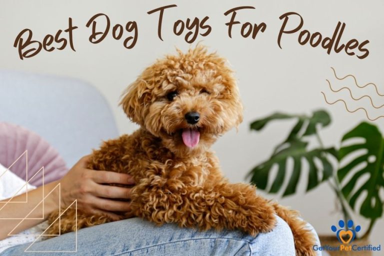 Best Dog Toys For Poodles