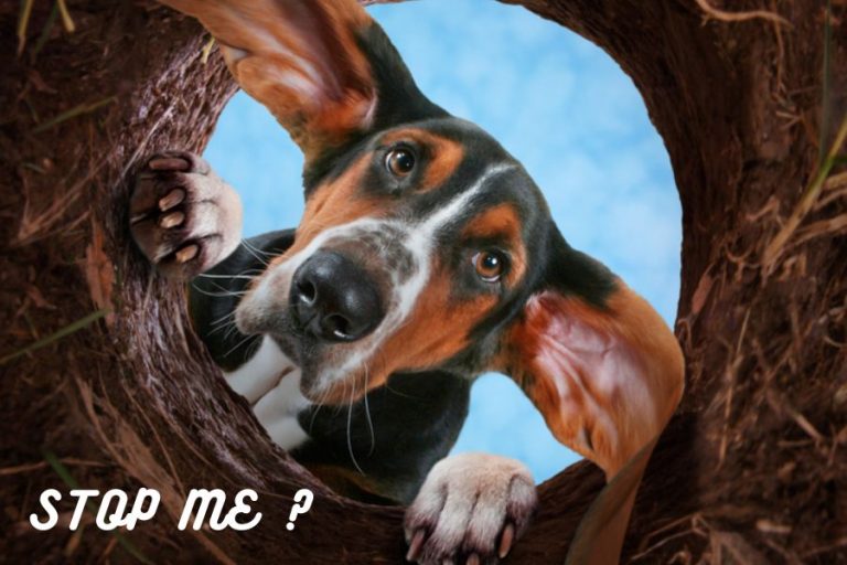 What Is The Best Stuff To Stop Dogs From Digging?