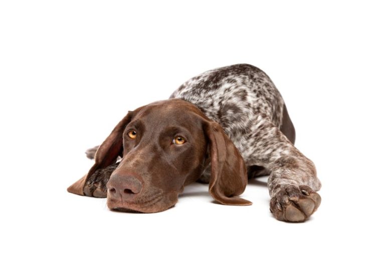 German-Shorthaired-Pointers