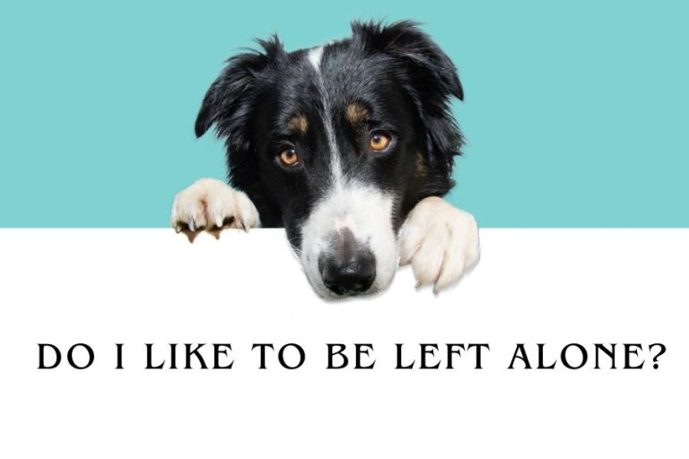 Do Border Collies Like To Be Left Alone