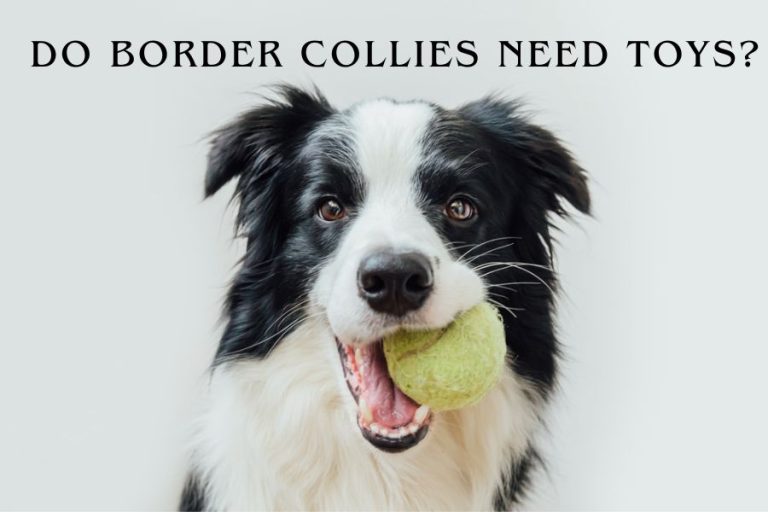 Do Border Collies Need Toys