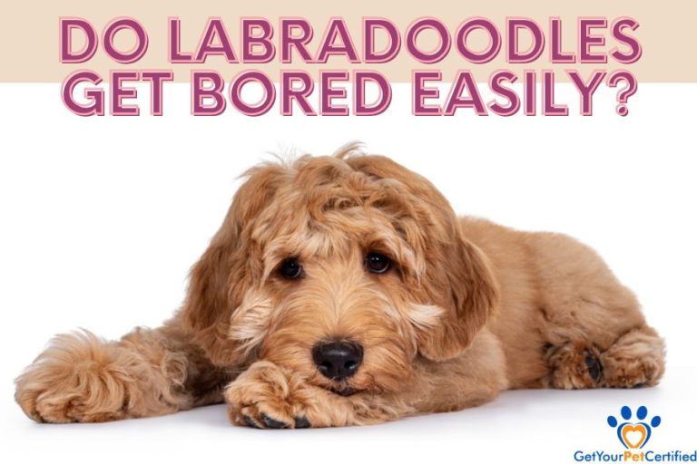 Do Labradoodles get bored easily