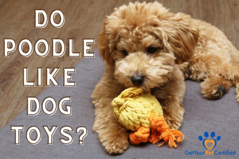 Do Poodles like dog toys