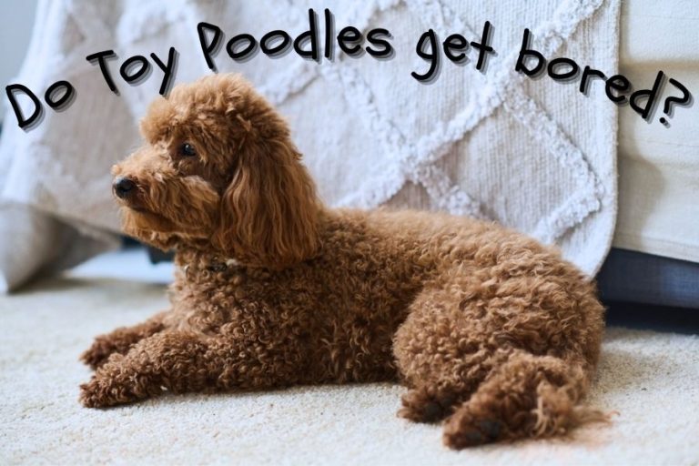 Do Toy Poodles get bored