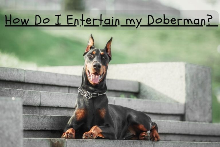 How Do I Entertain My Doberman Creative New Games