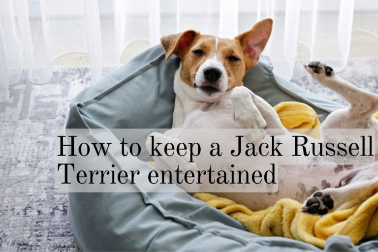 How Do I Keep My Jack Russell Entertained A Cure For Boredom