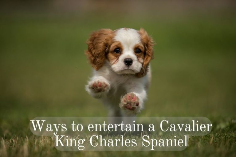 How Do You Entertain A Cavalier King Charles Spaniel