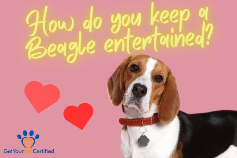 How do you keep a Beagle entertained